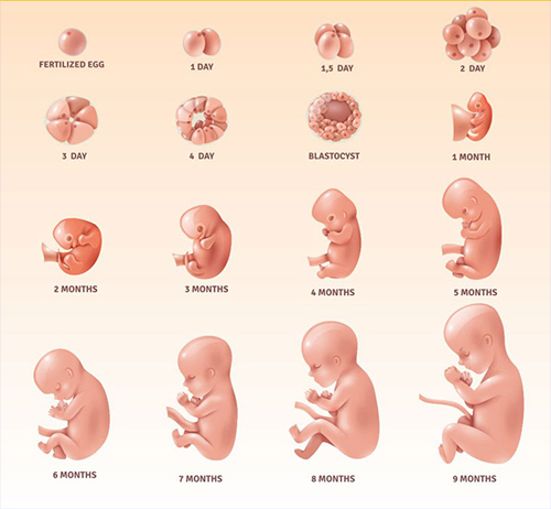 Cân nặng của thai nhi theo tuần tuổi